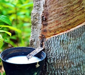 فینگرجوینت رابروود یا چوب لاستیک