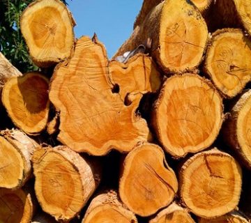 معرفی چوب ساج و مزایای استفاده از آن