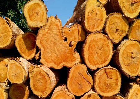 معرفی چوب ساج و ویژگی های فینگر جوینت ساج 1 معرفی چوب ساج و مزایای استفاده از آن