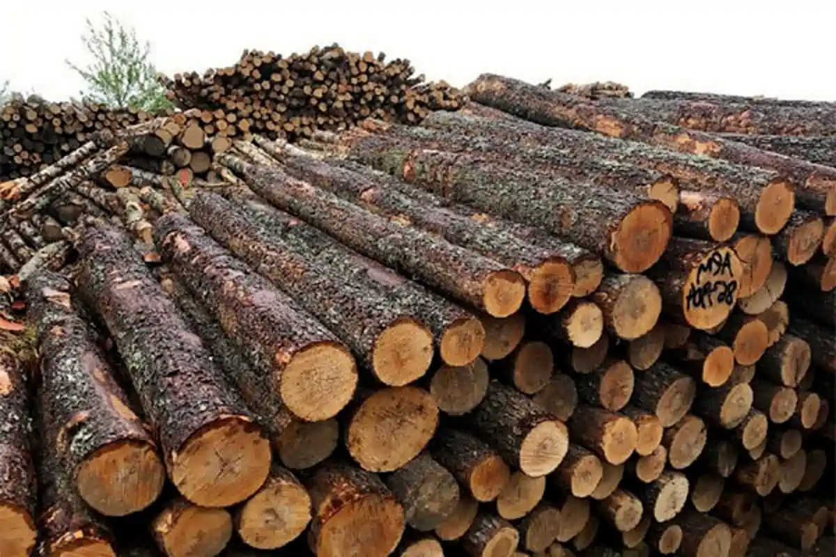 تفاوت چوب راش و توسکا