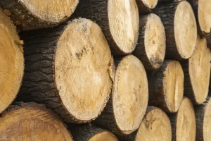 فینگر جوینت رستا چوب نوین 44 تفاوت چوب روس و نراد