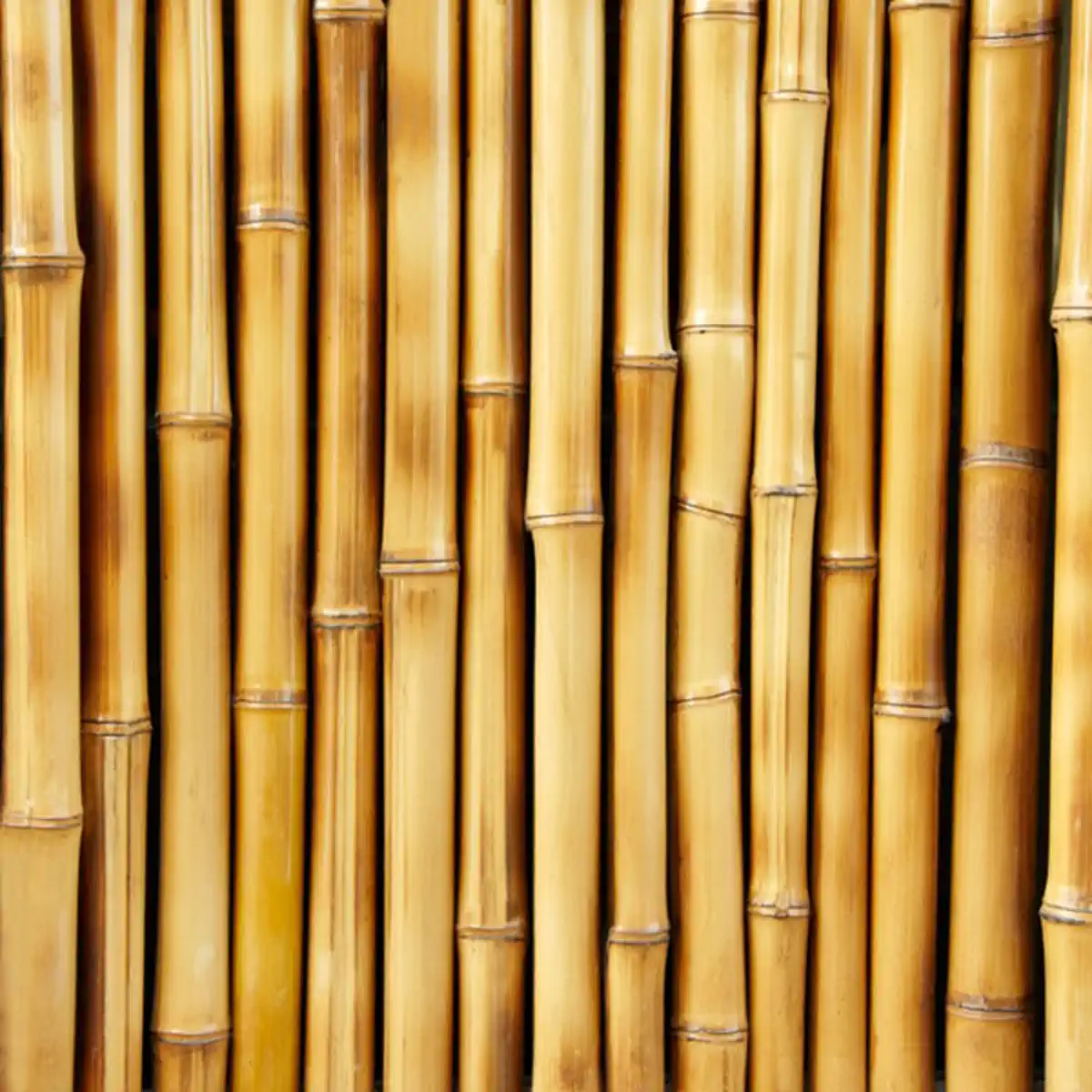 چوب بامبو چیست و چه استفاده هایی دارد؟ 2 چوب بامبو