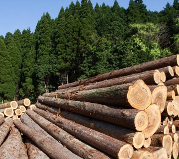 انواع چوب روسی