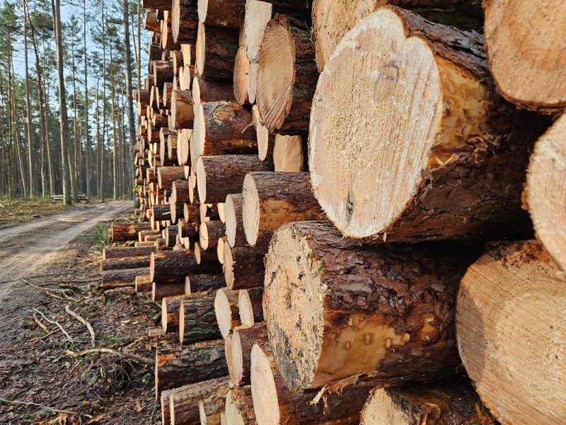 دلایل خرید چوب روسی در صنایع مختلف 2 چوب روسی