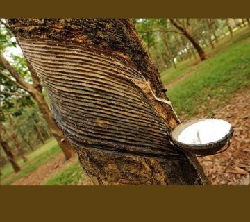 دوبل چوبی رابروود