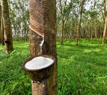 فینگرجوینت رابروود