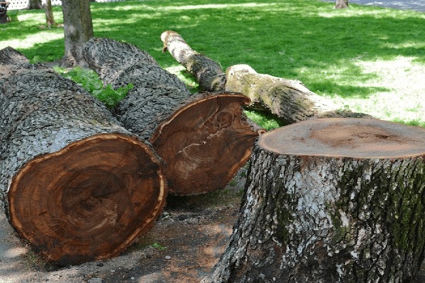 همه چیز راجع به چوب درخت ملچ 1 چوب ملچ