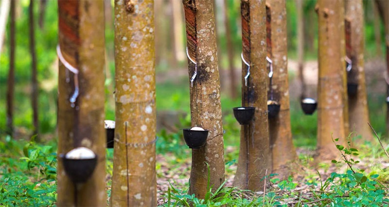 فینگرجوینت رابروود